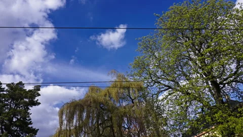 Colourful trees during spring in Frogner in Oslo Stock Footage 266729725