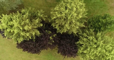 Colourful trees with well kept grass and lawn purple and yellows drone aerial 4k Stock Footage 124647358