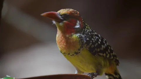 Colourful tropical bird  Stock Footage 254931496