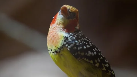 A colourful tropical bird  Stock Footage 254999869