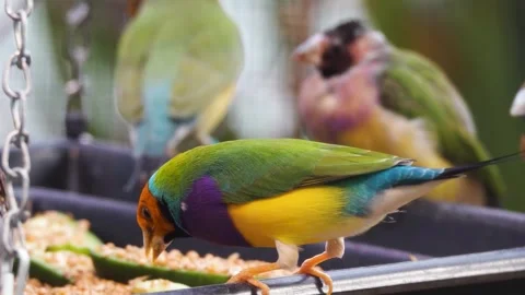 Colourful tropical finch bird  Stock Footage 265782953