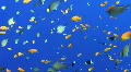 Colourful tropical fish - blue background HD Footage