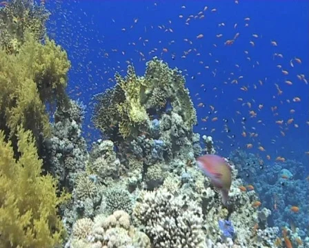 Colourful tropical reef Stock Footage