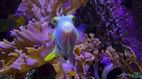 A colourful trunk fish Stock Footage 269634877