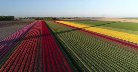 Colourful tulip field 库存影片 149266797