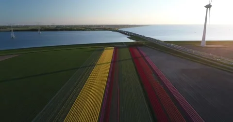 Colourful tulip field 库存影片 149266805