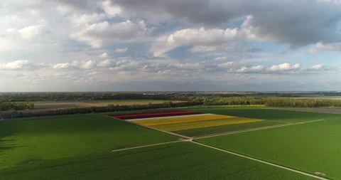 Colourful tulip field Stock Footage 149266820