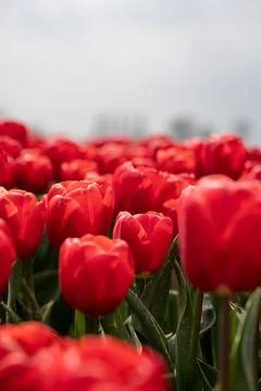 Colourful tulip fields, captured in The Netherlands during Spring season Stock Photos
