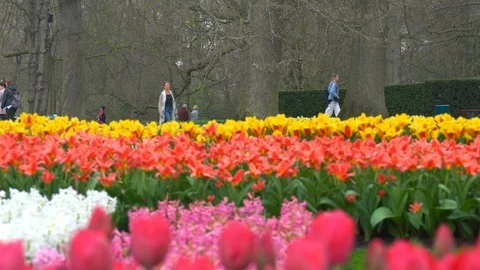 Colourful Tulip Fields 库存影片 93642902
