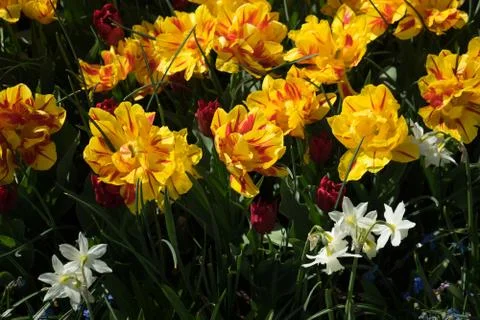 Colourful tulip flowers with beautiful background on a bright summer day Stock Photos
