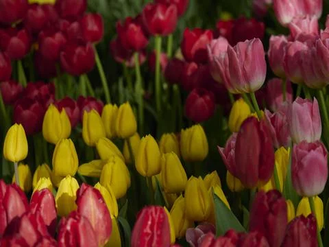 Colourful tulips as background Stock Photos