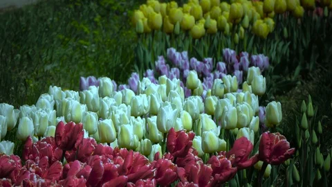 Colourful tulips field Stock-Footage 88686505