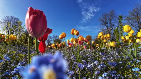 Colourful tulips. Stock Footage 271625057
