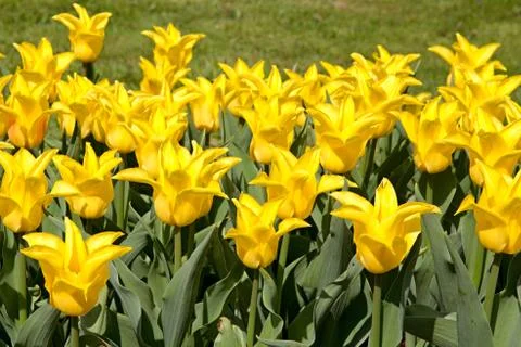 Colourful tulips Stock Photos