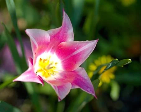 Colourful tulips Stock Photos