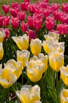 Colourful tulips Stock Photos