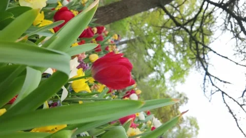 Colourful tulips spin shot Stock Footage 313562121