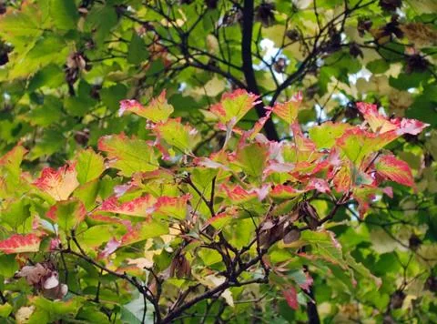 Colourful twig Stock Photos