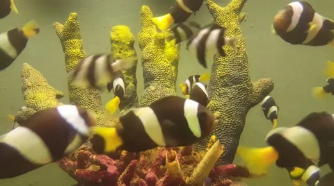 Colourful under water scene Stock Footage 58701532