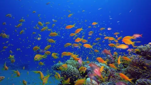 Colourful Underwater Fish Stock Footage 345002364