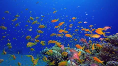 Colourful Underwater Fish Stockbeeldmateriaal 345928078
