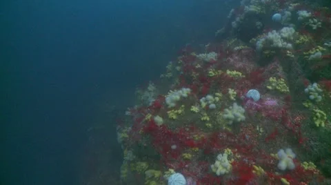 Colourful underwater reef pan Stock Footage 56764232