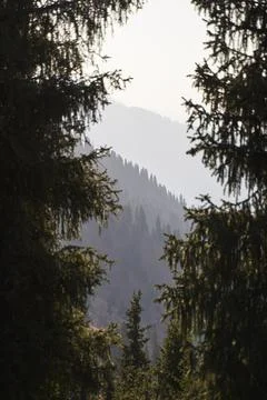 Colourful vertical landscape with view on spruce mountain slope. Stock Photos
