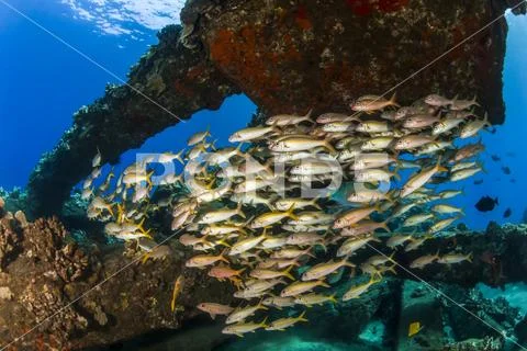 A colourful view of schooling Yellow Goatfish (Mulloidichthys martinicus) Stock Photos