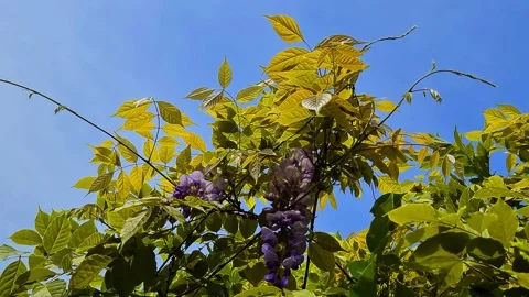 Colourful vine on small tree nature slow motion video footage Stock Footage 131128633
