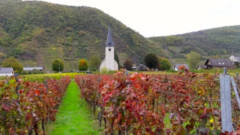 Colourful vineyards in autumn time Historic St Martin church in Germany. Stock Footage 286406853