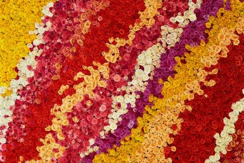 Colourful wall made of roses. Natural flowers Stock Photos