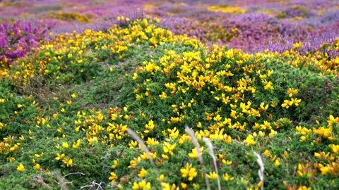 Colourful wild flowers background Vídeo Stock 151236989
