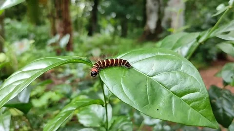 Colourful  worm Stock Footage 153829392