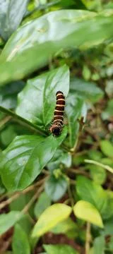 Colourful worm on a leaf Stock-Fotos