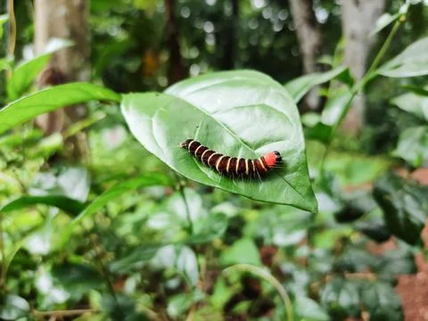 Colourful worm in a leaf Stock Photos