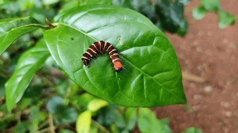 Colourful worm on a leaf Stock Photos