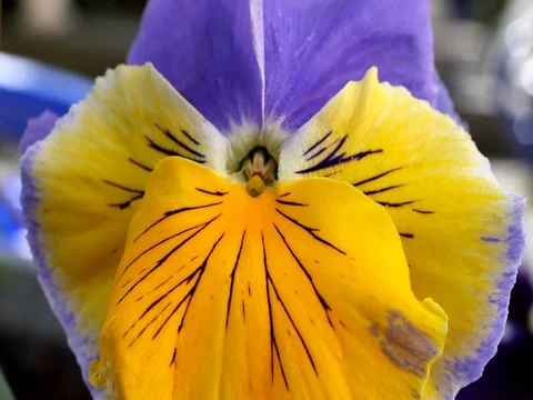 Colourful Yellow Pansy Video stock 74357672