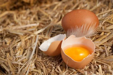 Colourful yellow yolk in a broken eggshell Stock Photos