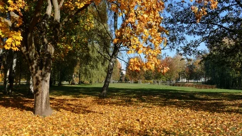Colourfull Fall Park Stock Footage 97687477