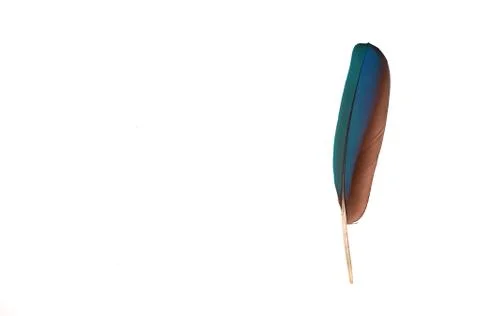 Colourfull feather of parrot Stock Photos