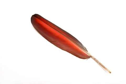 Colourfull feather of parrot Stock Photos