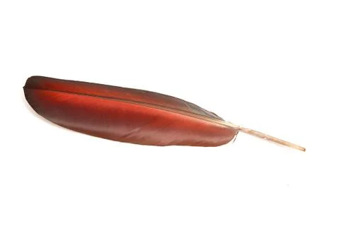 Colourfull feather of parrot Stock Photos