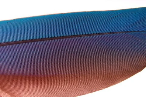 Colourfull feather of parrot Stock Photos