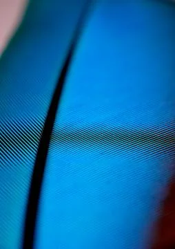 Colourfull feather of parrot Stock Photos