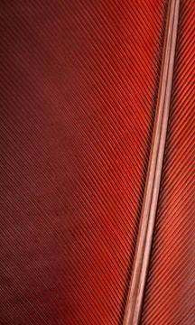 Colourfull feather of parrot Stock Photos