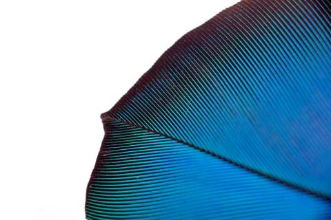 Colourfull feather of parrot Stock Photos