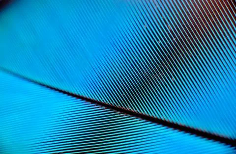 Colourfull feather of parrot Stock Photos