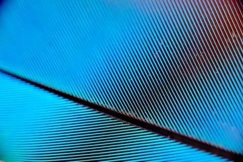 Colourfull feather of parrot Stock Photos