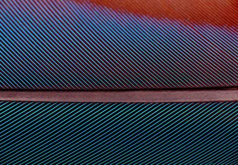 Colourfull feather of parrot Stock Photos