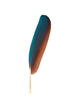 Colourfull feather of parrot Stock Photos